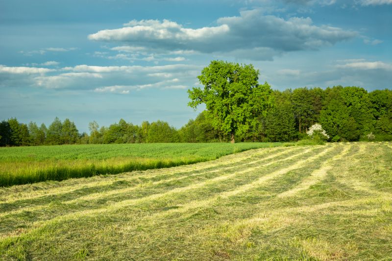 Rough Mowing