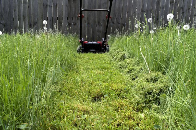 Overgrown Land Before Mowing